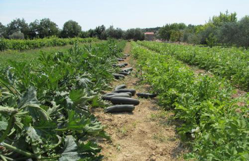 Guest Accommodation Grozdanić - Photo 14