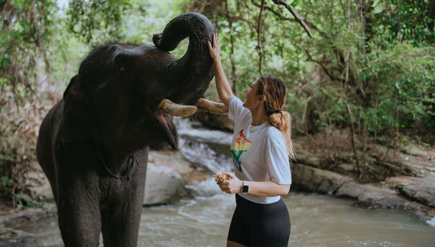 Excursion dans un refuge d'éléphants - Photo 2, Bain de boue avec les éléphants