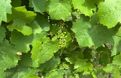 Weingut HermesLex - Photo 23
