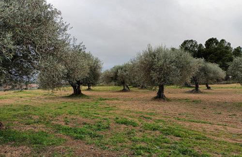 Quinta Lameira do Vale - Foto 9