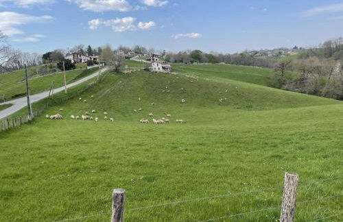 Joanesenea bi - Foto 17