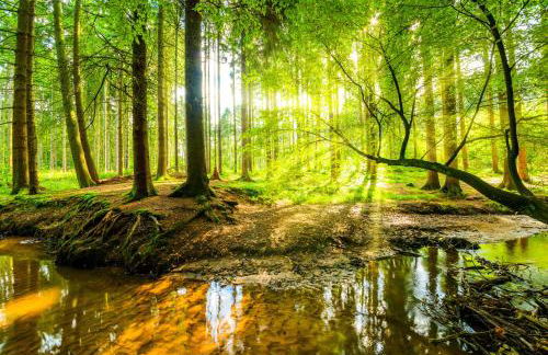 VILLA WALDHAUS WILLINGEN SAUERLAND - Charming Villa near Forest for 12 Guests with Huge Garden - Nearby Winter Sports Area with Ski Slope - Hiking and Nature - Foto 10