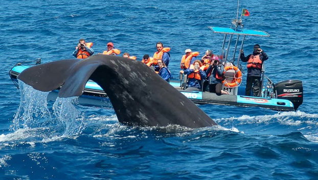 Avistamiento de cetáceos en Rabo de Peixe - Foto 2