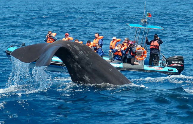 Whale Watching Tour - Photo 1