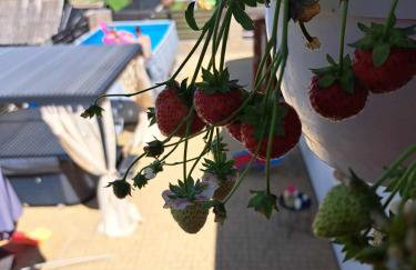 Apartamenty Maja - Foto 59