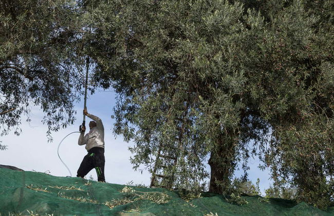 Soap Workshop & Olive Oil Tasting - Foto 7