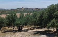 Finca Olivo Llorón - Foto 33