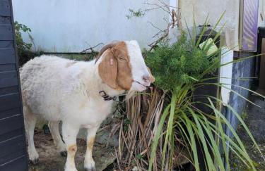 Charming pet friendly 2 bedroom cottage, close to Narberth & local beaches, friendly animals on our smallholding - Foto 26