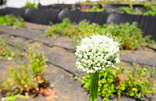 Casa Angeles 2 - Foto 27