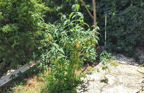 Maison de charme à Vachères avec jardin et vue montagne - Foto 22