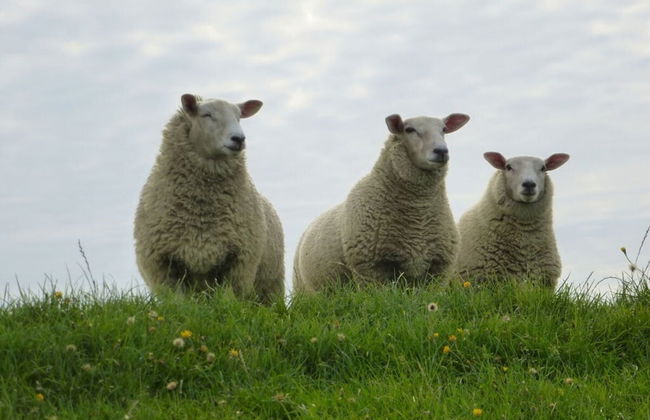 Holiday Home Rike Comfortable Vacation Home - Foto 19