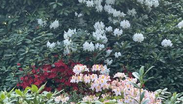 Zimmer in der Kastanienvilla - Foto 4, Garden, Garden view