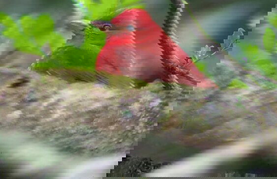 Campos de Oro Wilderness Lodge - Photo 43