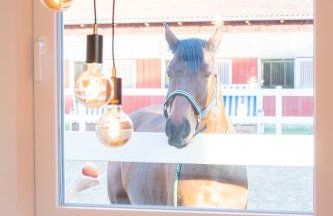 Ferienhäuser Reiterhof Boltenhagen - Foto 44