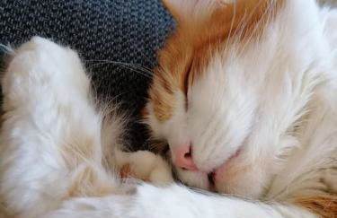 Gästezimmer Mitten in Angeln - Foto 7