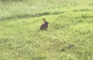 Lavender Cottage - Foto 21