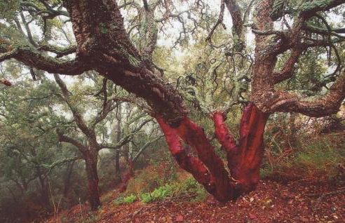 MASÍA de SAN JUAN CASA NÚMERO 15 en Castillo con piscina, Aire Acondicionado y terraza privada - Photo 37