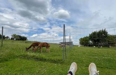 Bauernhof Glamping mit Alpakas und Ziegen - Foto 8
