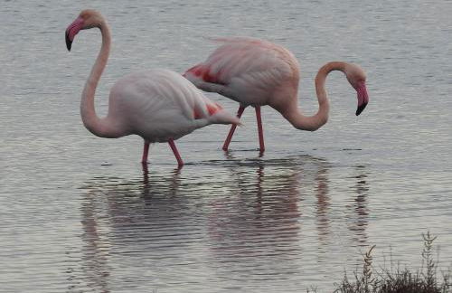 Entre mer et collines Appartement T2 - Foto 22