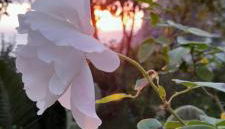 Villetta Rosetta - Foto 3