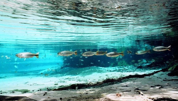 Fauna marina de Nobres