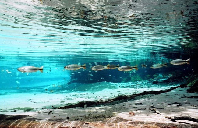 Excursión al Aquário Encantado de Nobres - Foto 5