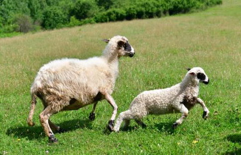 Natura hause - Foto 21