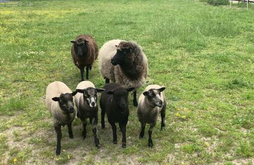 Self Catering Apartment, Jurassic Coast/Dorset - Foto 16