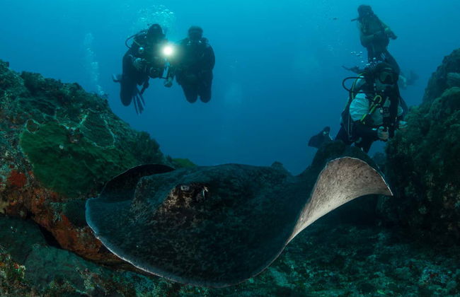 Plongée sur l'île de Lord Howe - Photo 2