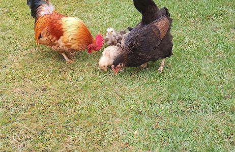 Pousada Rural Rancho do Marçal - Foto 51