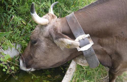 Ferienhof Almfrieden - Photo 13