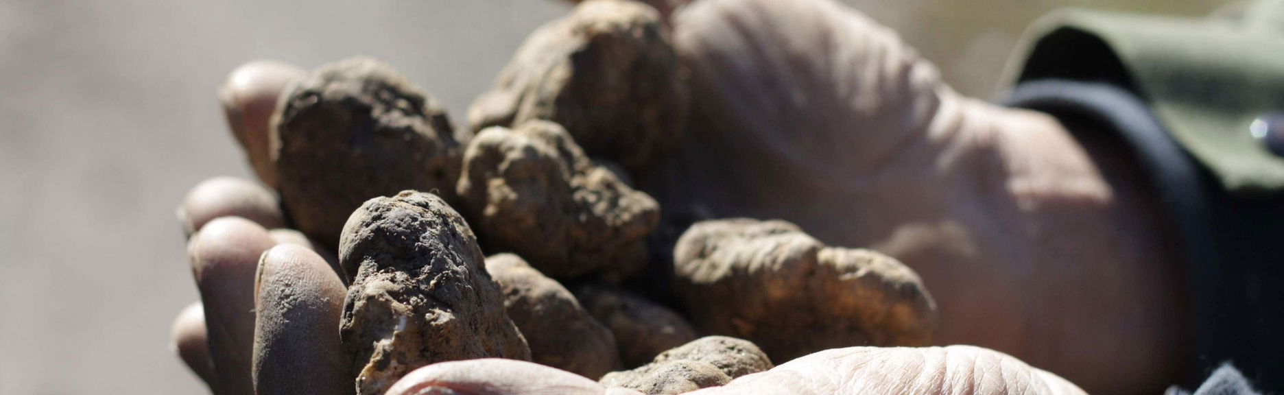 Visite à la découverte des truffes à Alba