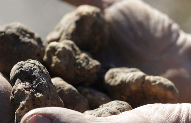 Tour da trufa por Alba - Foto 1