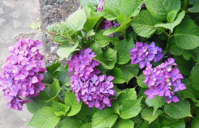 Aborigen Bimbache Casa Rural - Foto 8