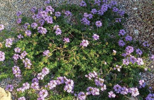 CASA ORNETO - Foto 48