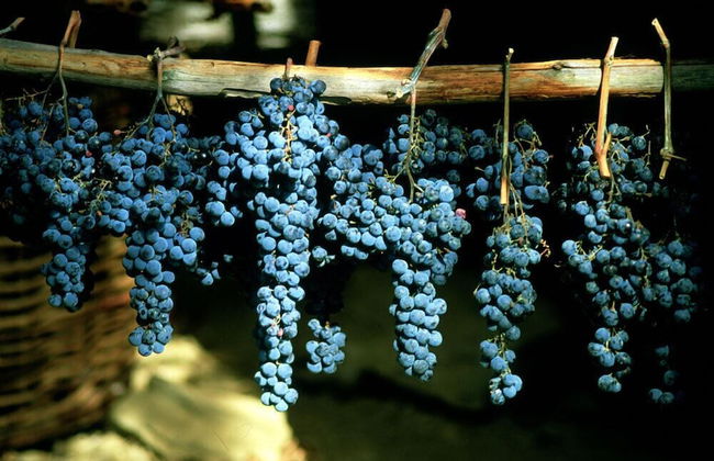 Podere il Poggiolo - Photo 66