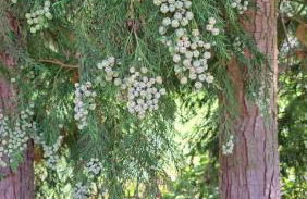 Ferienwohnung in der Grünheck - Foto 38