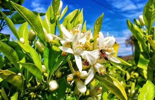Fortezza Villa Azzurra - Foto 32