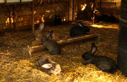 Agriturismo Il Pozzo - Foto 36