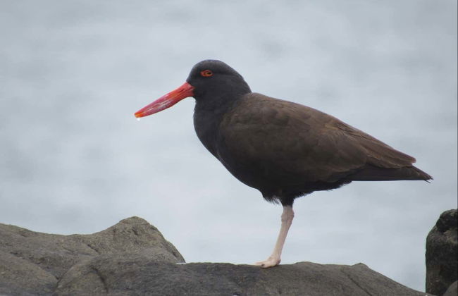 Birdwatching + Kayaking Tour - Photo 8