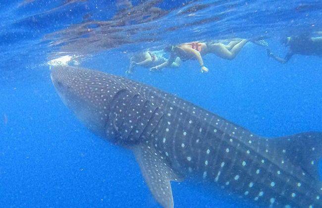 Snorkelling with Whale Sharks in Holbox - Photo 1