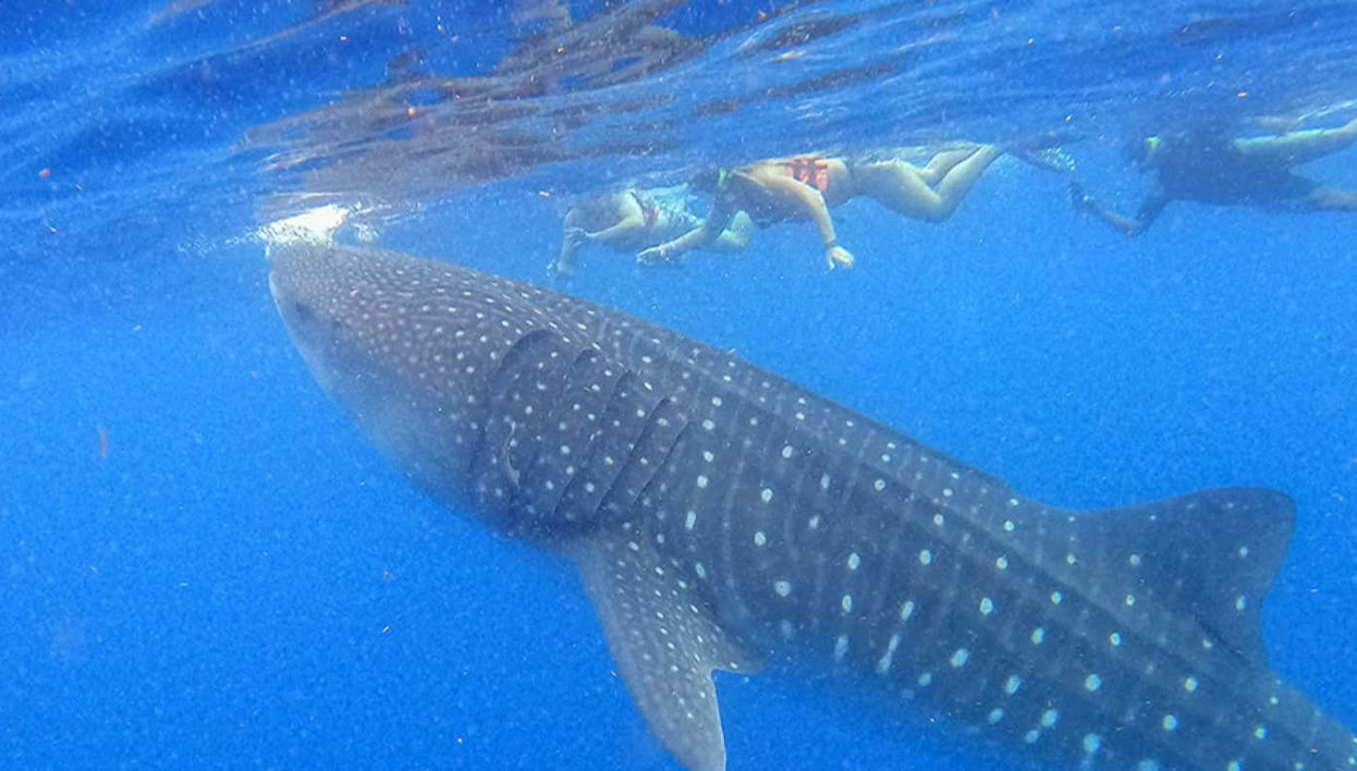Snorkel com tubarões-baleia em Holbox
