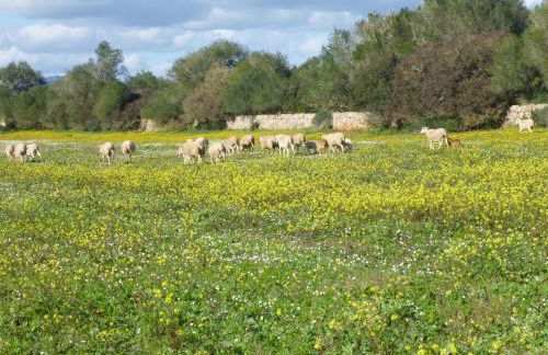 Agroturisme Son Llado - Photo 2