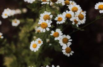 Healing Acres - Foto 35