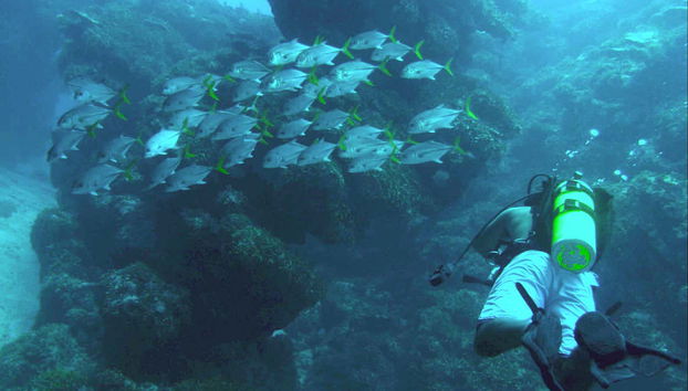 Xcalak Scuba Diving - Foto 3