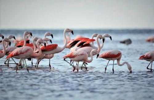 Casa Natura Blue Sea - Foto 38