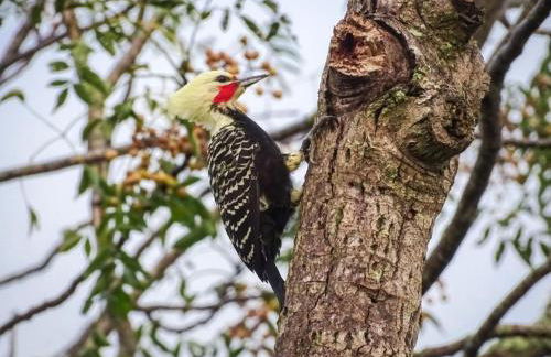 Atelier que virou um Loft em florianopolis - Foto 7
