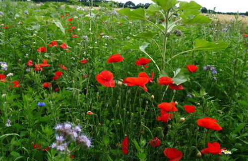 Ferienhaus "Zur Alten Fähre" - Foto 16