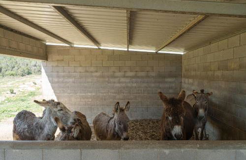 Mas El Brugué - Foto 20