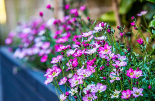 Buxton centre cosy cottage with free secure parking - Foto 24